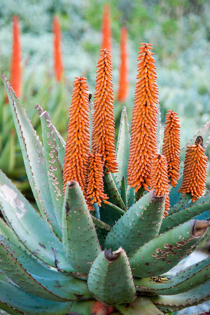 Aloe Vera Plant Seeds for Planting – Heirloom, Non-GMO Medicinal Succulent for Skincare & Home Remedies