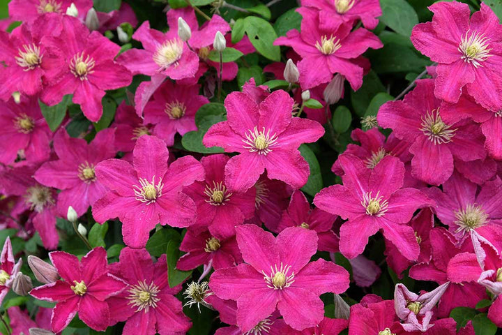 Dark Pink Clematis Flower Seeds for Planting – Heirloom, Non-GMO, High Germination Seeds