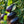 Black Beauty Eggplant Seeds for Planting – Heirloom Non-GMO Organic Garden Seeds – Classic, Productive Variety