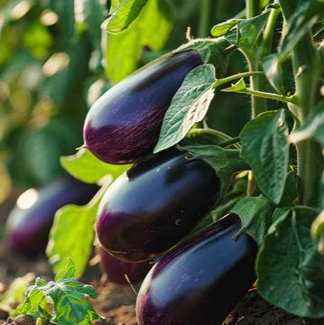 Mixed Eggplant Seeds for Planting – Heirloom, Non-GMO, High Germination, Culinary Variety