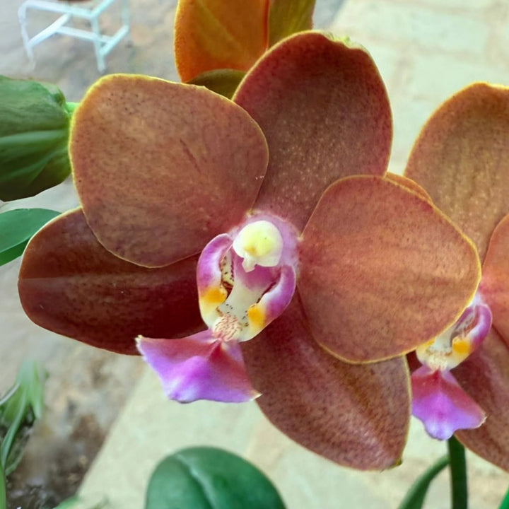 Brown Phalaenopsis Orchid Flower Seeds for Planting – Heirloom, Non-GMO, Easy to Grow, High Germination