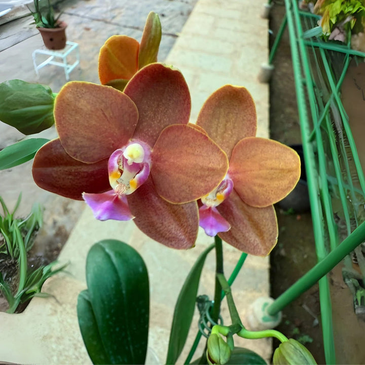 Brown Phalaenopsis Orchid Flower Seeds for Planting – Heirloom, Non-GMO, Easy to Grow, High Germination