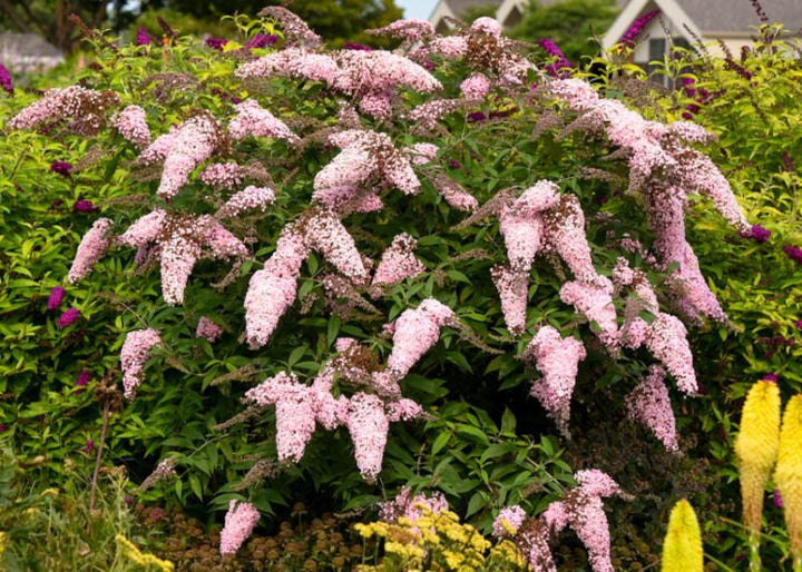 Buddleia Davidii Flower Seeds for Planting – Heirloom Non-GMO, High Germination, Sun Loving Garden Seeds