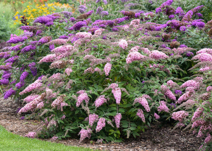 Buddleia Davidii Flower Seeds for Planting – Heirloom Non-GMO, High Germination, Sun Loving Garden Seeds