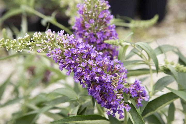 Violet Buddleia Flower Seeds for Planting - Heirloom, Non-GMO, Drought Tolerant, High Germination
