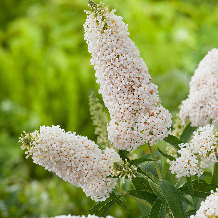 White Buddleja Flower Seeds for Planting – Heirloom, Non-GMO, High Germination Organic Garden Seeds