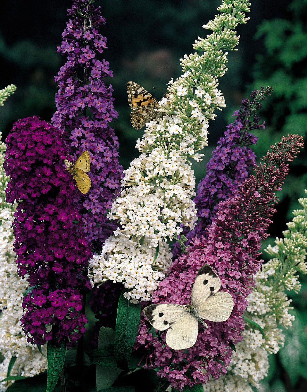 Mix Buddleia Butterfly Bush Flower Seeds for Planting – Heirloom Non-GMO, High Germination Organic Garden Seeds