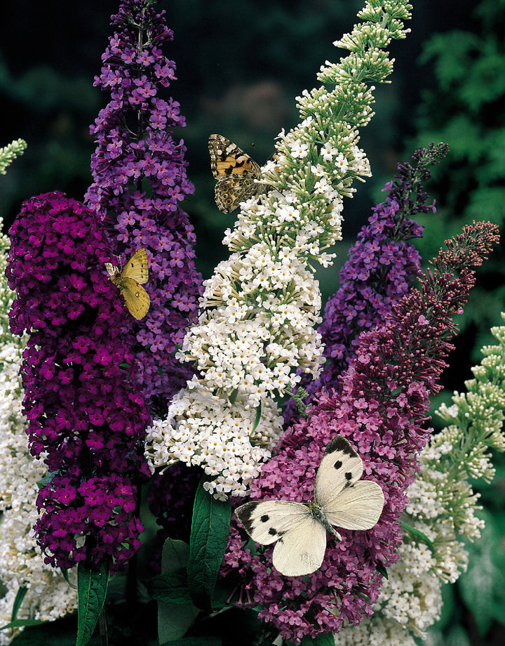 Mix Buddleia Butterfly Bush Flower Seeds for Planting – Heirloom Non-GMO, High Germination Organic Garden Seeds