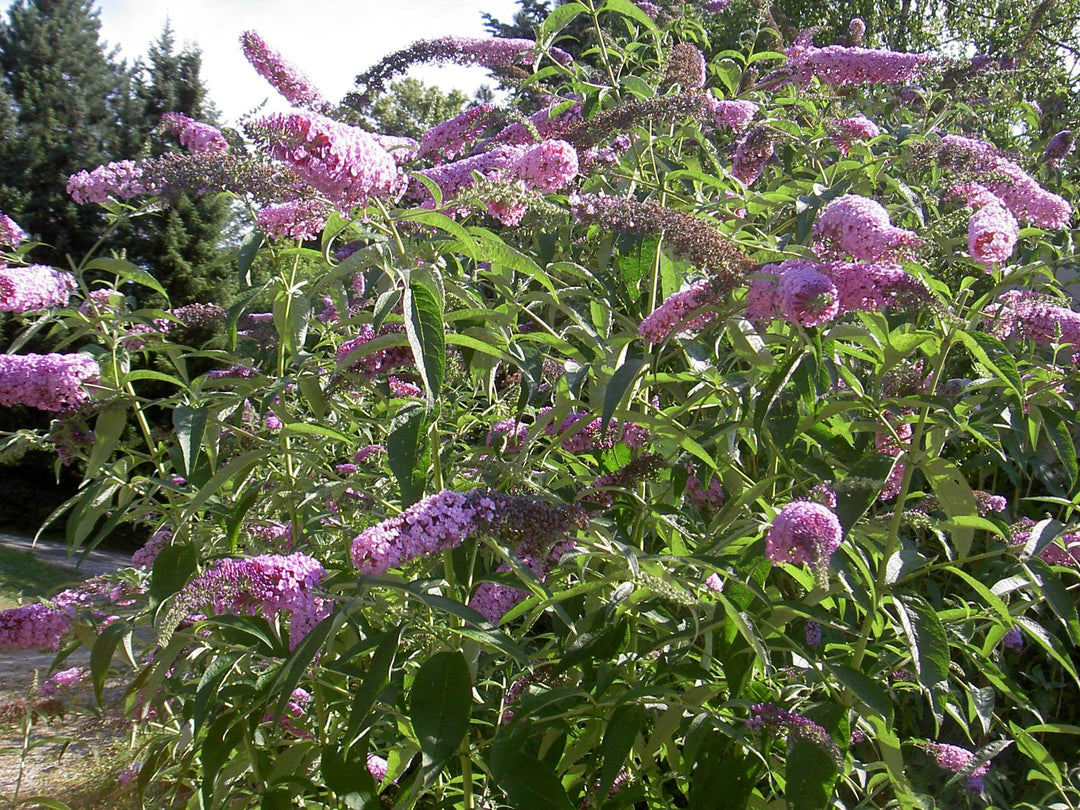 Buddleia Davidii Flower Seeds for Planting – Heirloom Non-GMO, High Germination, Sun Loving Garden Seeds