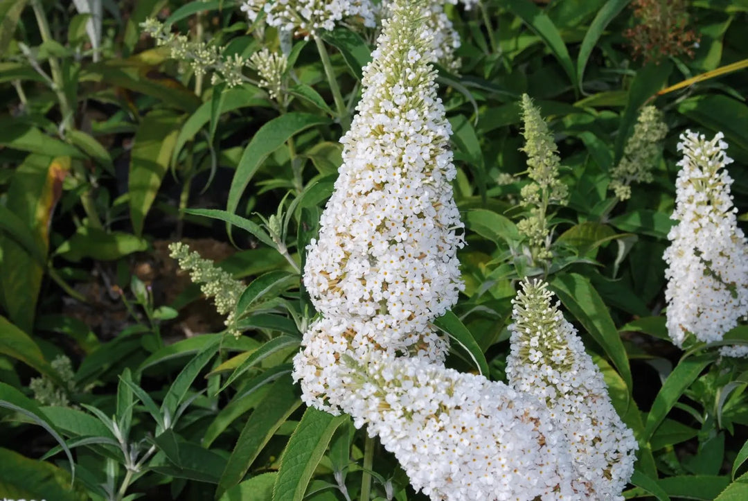White Buddleia Flower Seeds for Planting – Heirloom, Non-GMO, Drought Tolerant High Germination Seeds