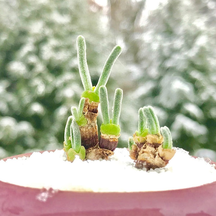 Rabbit Ears Succulent Flower Seeds – Heirloom Non-GMO Seeds for Unique Garden Planting