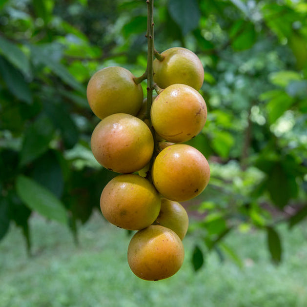 Burmese Grape fruit seeds for planting - Heirloom & Non-GMO Garden seeds, rare exotic tropical trees for gardens