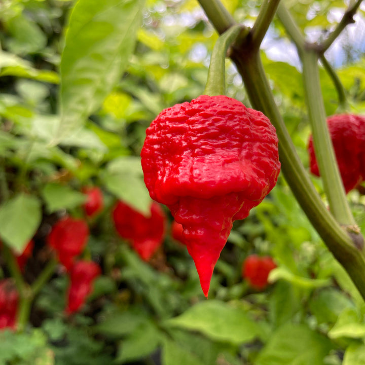 Butch T Scorpion Pepper Seeds for Planting – Heirloom, Non-GMO, Super Hot Pepper – High Germination