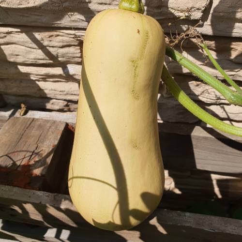 Squash Seeds for Planting – Heirloom, Non-GMO, Nutritious Vegetable Seeds for Home Garden – High Germination