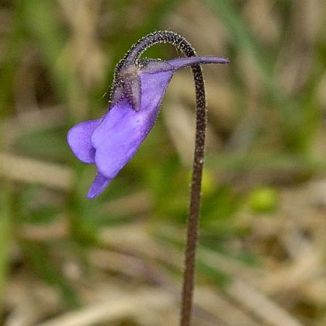 Butterwort Flower Seeds for Planting – Heirloom, Non-GMO, High Germination Organic Garden Seeds