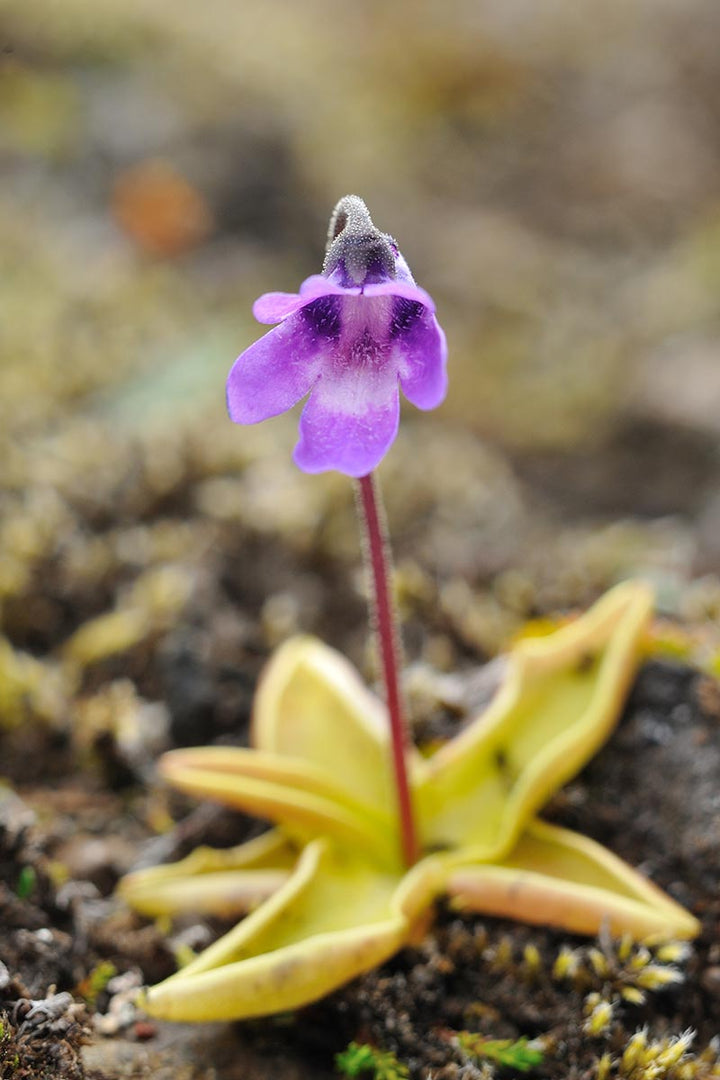 Butterwort Flower Seeds for Planting - Heirloom, Non-GMO, Pollinator Friendly Organic Garden Seeds