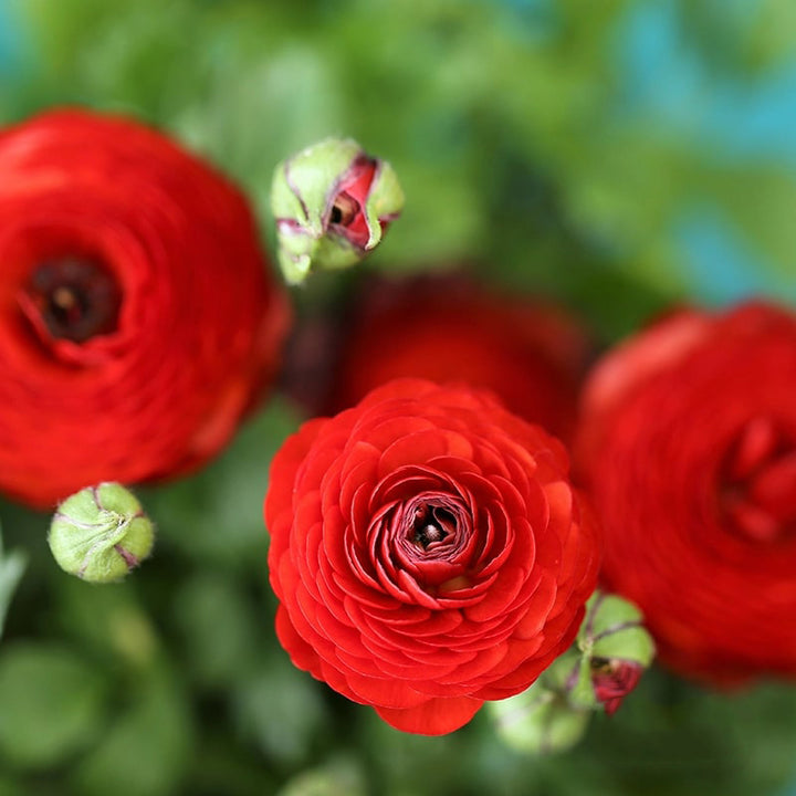 Red Ranunculus Flower Seeds for Planting - Heirloom, Non-GMO, Sun Loving Seeds for Home Garden