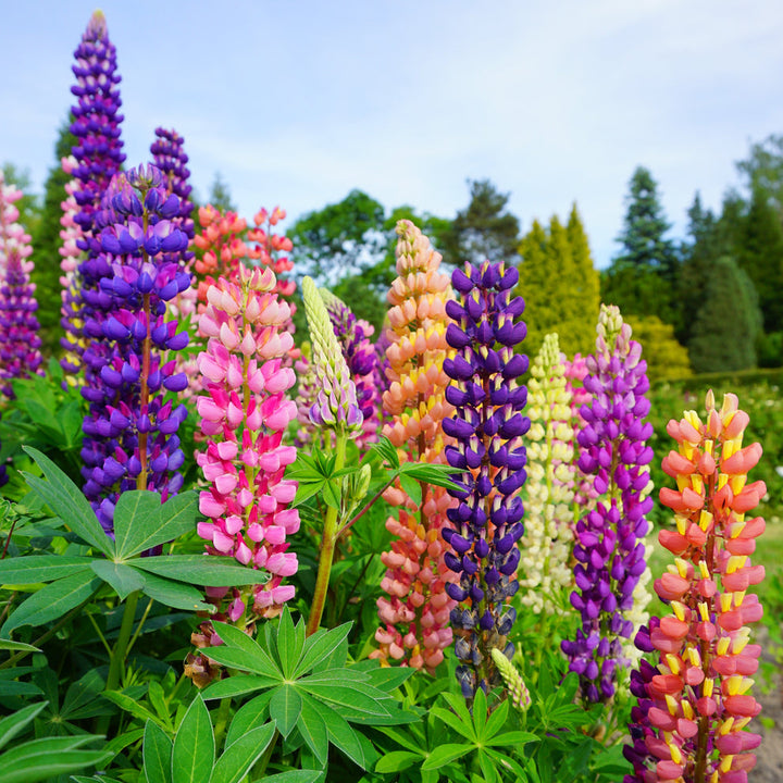 Flower Seeds, Seeds,Seeds For Planting,Plant Seeds
