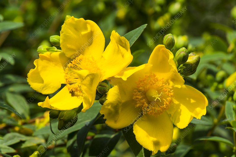 Hypericum Patulum Herb Seeds for Planting – Heirloom, Non-GMO, Organic Garden Seeds with High Germination