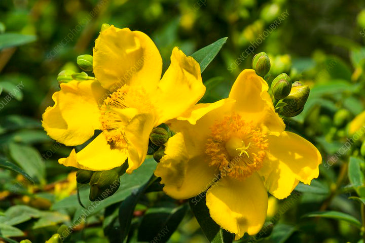 Hypericum Patulum Herb Seeds for Planting – Heirloom, Non-GMO, Organic Garden Seeds with High Germination