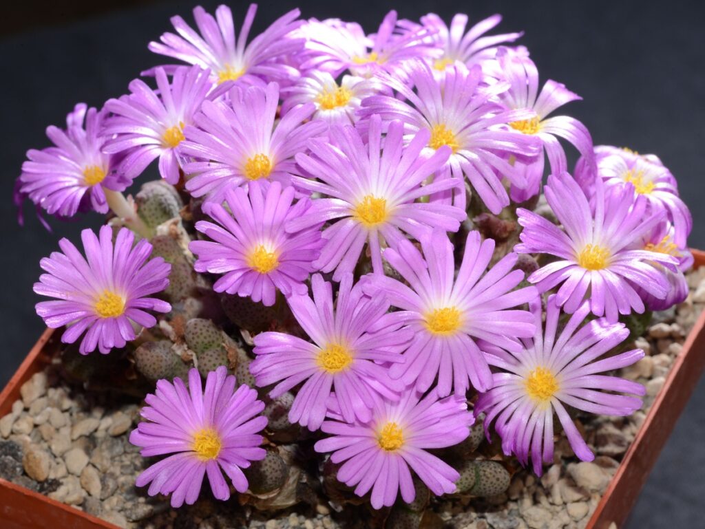 Pink Conophytum Herb Seeds for Planting – Heirloom, Non-GMO, Succulent Organic Garden Seeds with High Germination