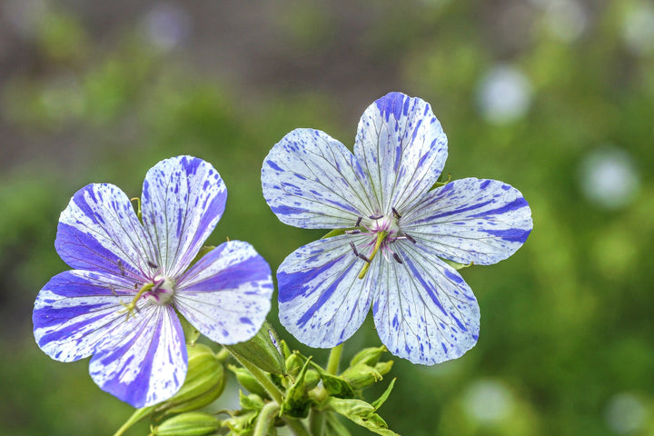 Blue Mix Pelargonium Peltatum Flower Seeds for Planting – Heirloom, Non-GMO, High Germination Cut Flower Variety