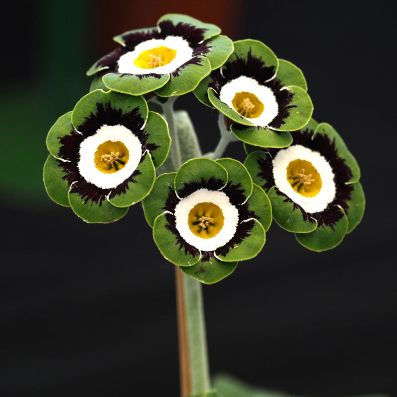 Black Green Primula Flower Seeds for Planting – Heirloom, Non-GMO, High Germination Garden Seeds