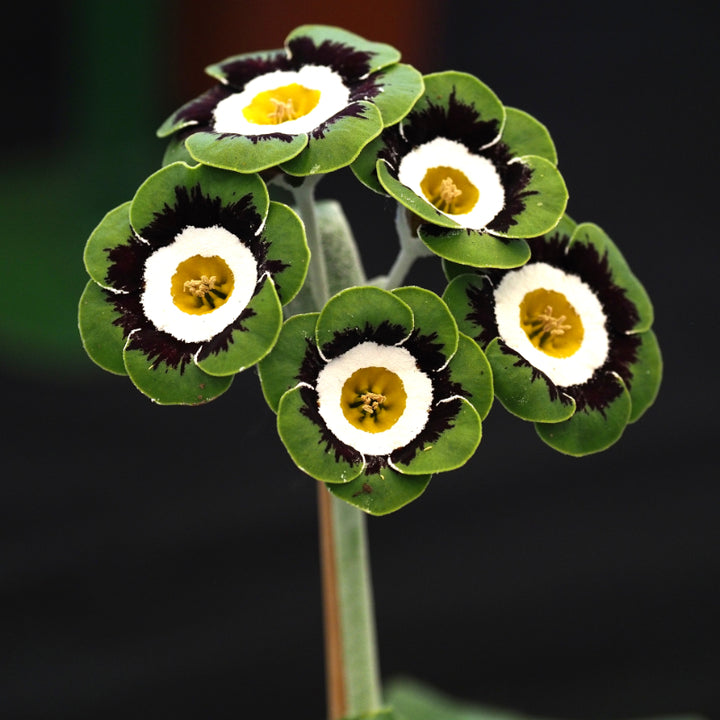 Black Green Primula Flower Seeds for Planting – Heirloom, Non-GMO, High Germination Garden Seeds
