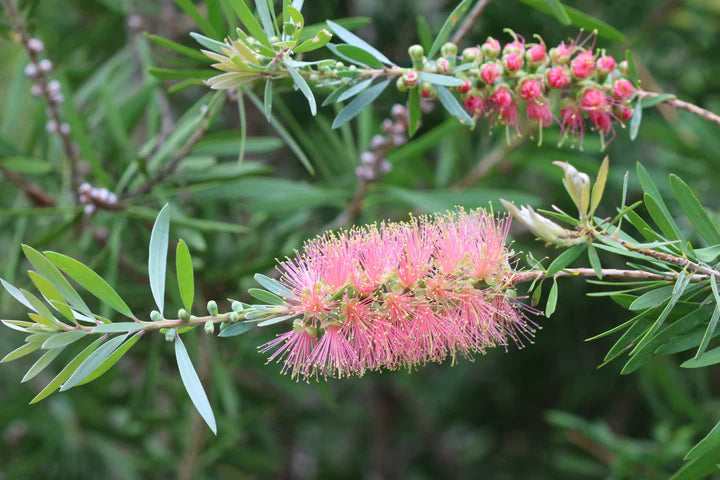 Pink Bottle Brush Flower Seeds for Planting – Heirloom, Non-GMO, Pollinator-Friendly Organic Garden Seeds