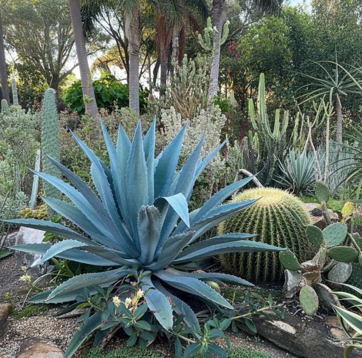 Blue Maguey Aloe Flower Seeds for Planting – Easy to Grow Heirloom Non-GMO Seeds