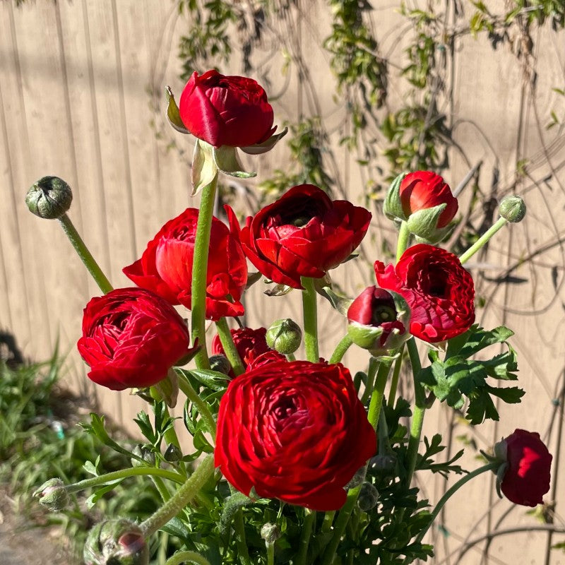 Red Ranunculus Flower Seeds for Planting – Heirloom, Non-GMO, High Germination Organic Garden Seeds