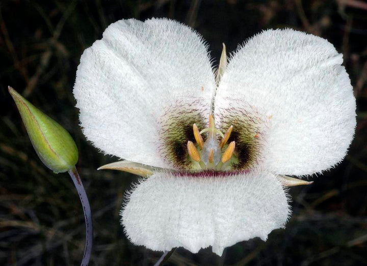Calochortus Flower seeds for Planting - Bright Blooms, Heirloom & GMO Free Seeds for Home Garden, Organic Garden Seeds