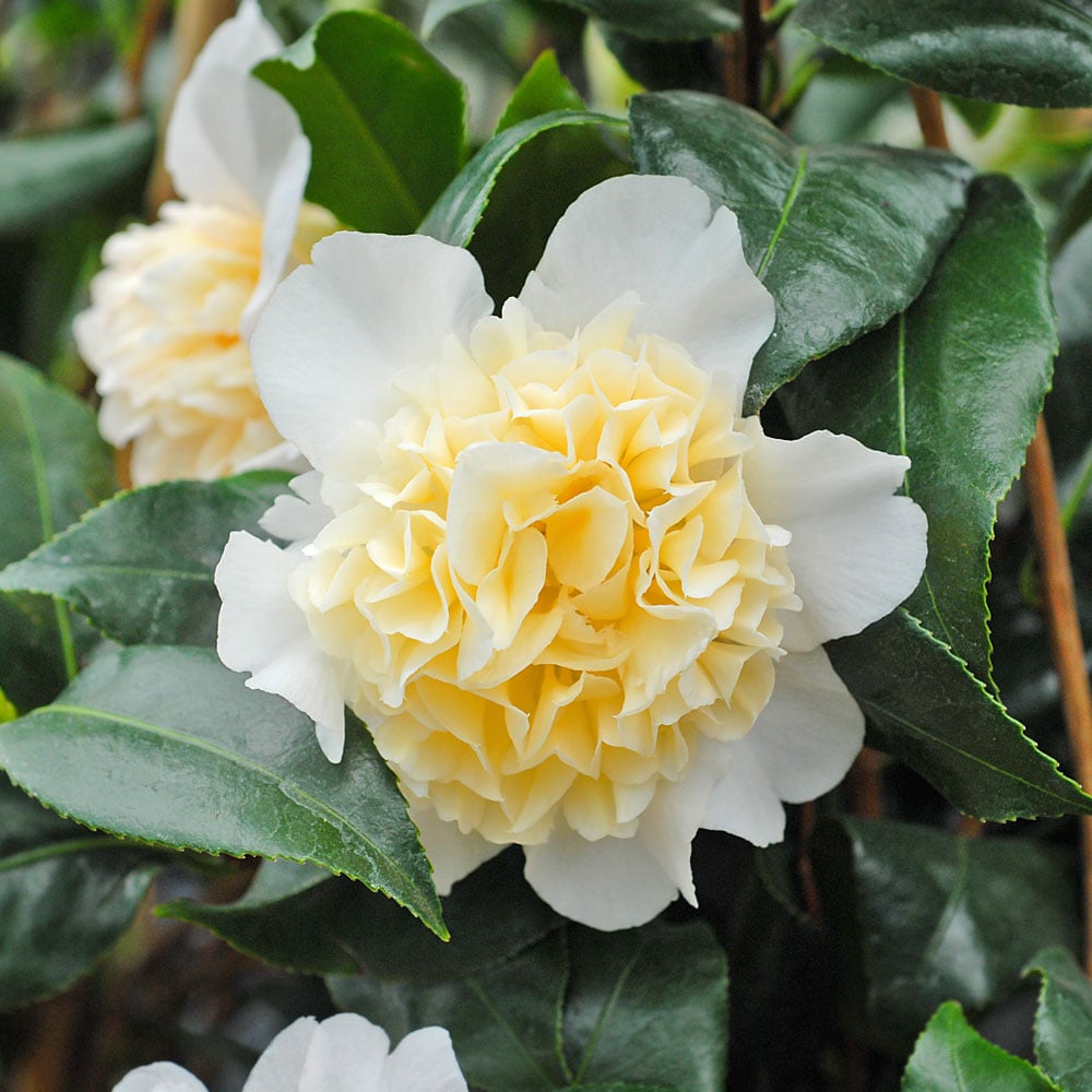 Light Yellow Camellia Flower Seeds for Planting – Heirloom, Non-GMO, High Germination, Organic Garden Seeds