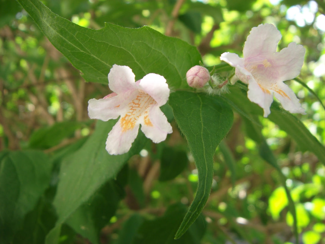 Flower Seeds, Seeds,Seeds For Planting,Plant Seeds