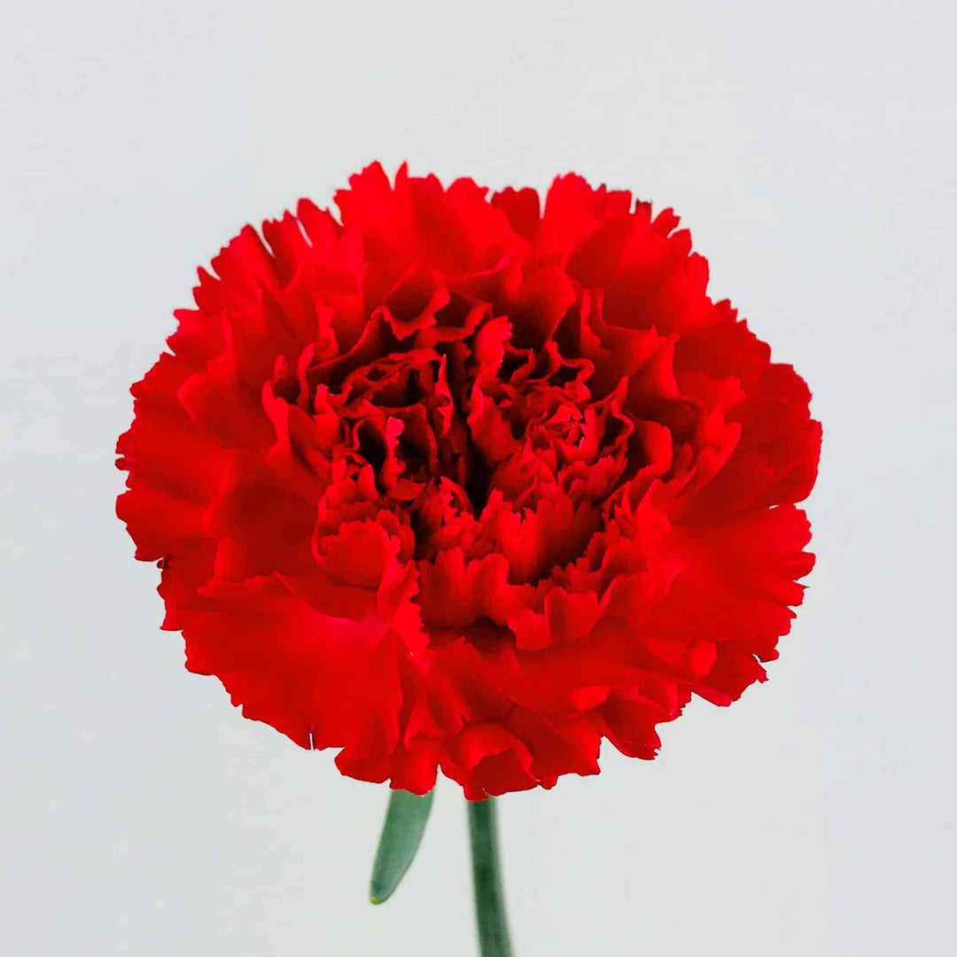 Red Carnations Flower Seeds for Planting – Heirloom, Non-GMO, Hardy Variety, High Germination Seeds