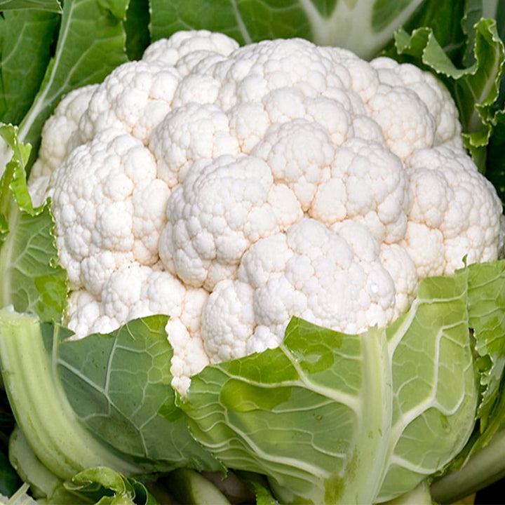 Tropical Cauliflower Vegetable Seeds for Planting – Heat-Tolerant, High Yield Indian Variety for Home Garden & Organic Farming