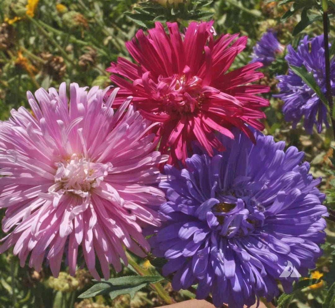 Mixed Chinese Aster Flower Seeds for Planting – Heirloom, Non-GMO, Drought-Tolerant, High Germination