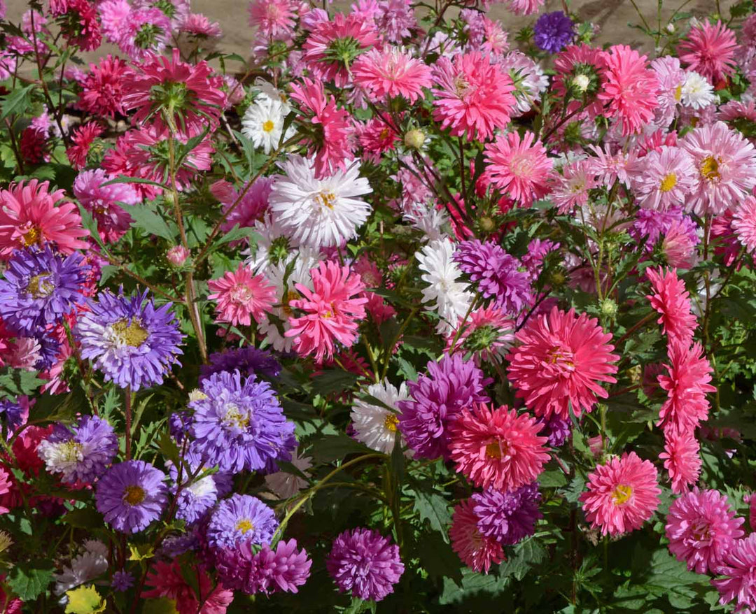 Mixed Crego Flower Seeds for Planting – Heirloom, Non-GMO, High Germination Organic Garden Seeds