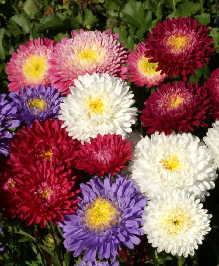 Mixed Chinese Aster Flower Seeds for Planting – Heirloom, Non-GMO, Drought-Tolerant, High Germination