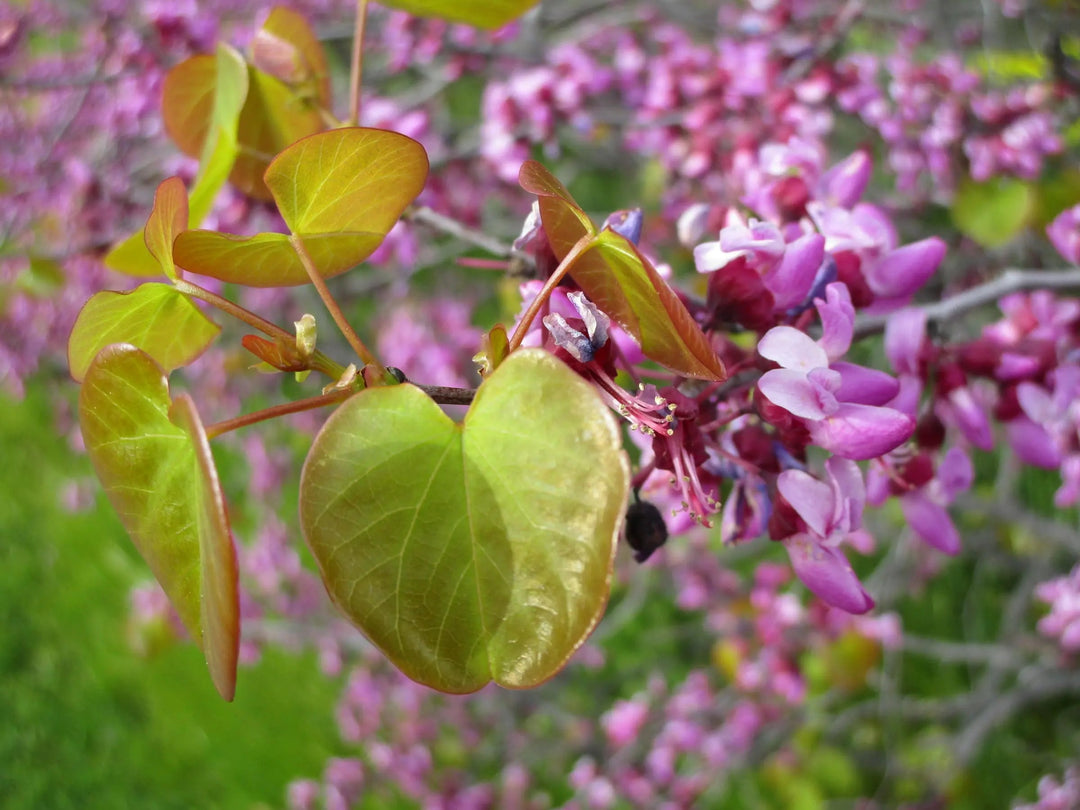 Redbud Flower Seeds for Planting – Fragrant Blossoms, Heirloom, Non-GMO, High Germination