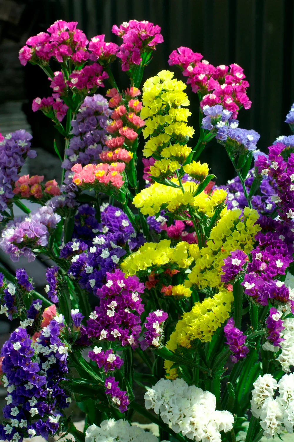 Flower Seeds, Seeds,Seeds For Planting,Plant Seeds