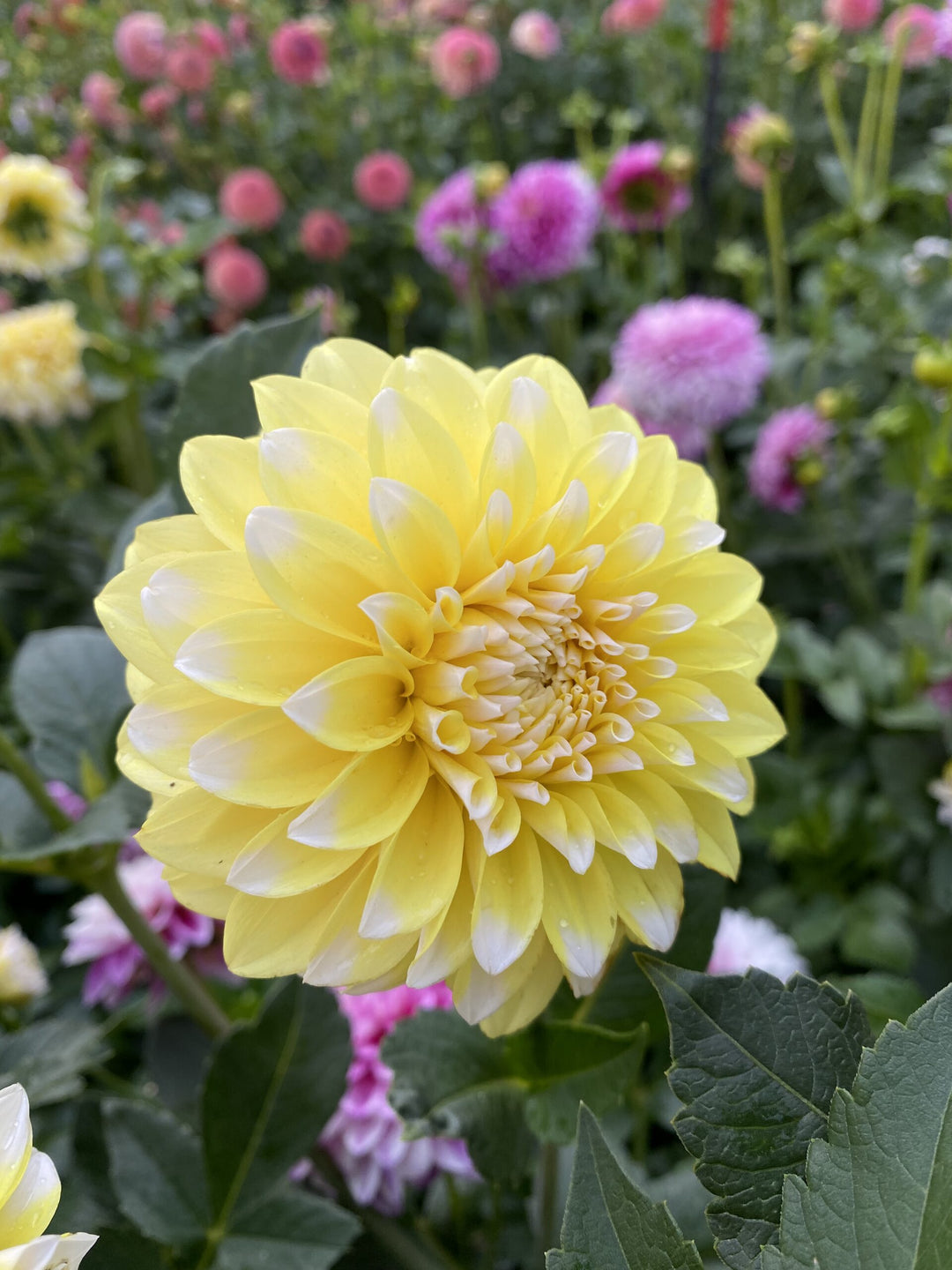 Yellow Two Color Dahlia Flower Seeds for Planting – Heirloom Non-GMO High Germination