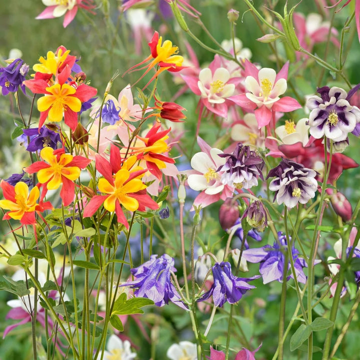Columbine Flower Seeds for Planting – Wildflower Mix, Heirloom, Non-GMO Garden Seeds
