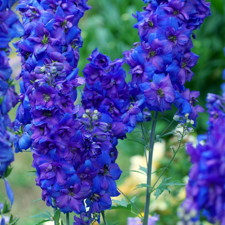 Delphinium Black Knight Flower Seeds for Planting - Premium Quality, Heirloom & GMO Free Seeds for Home Garden