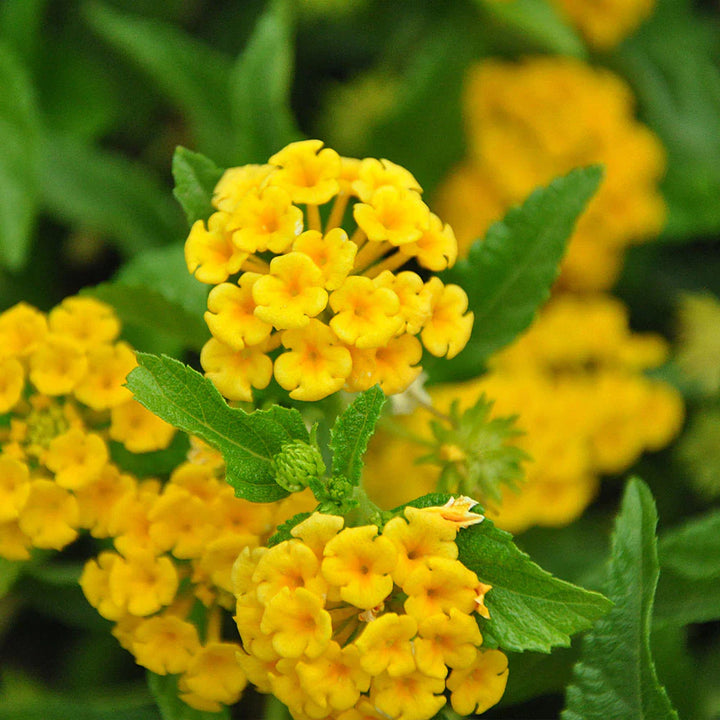 Flower Seeds, Seeds,Seeds For Planting,Plant Seeds