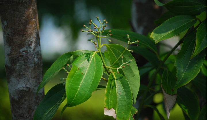 Cinnamon Herb Seeds – Heirloom, Non-GMO Seeds for Reliable Garden Yield Planting