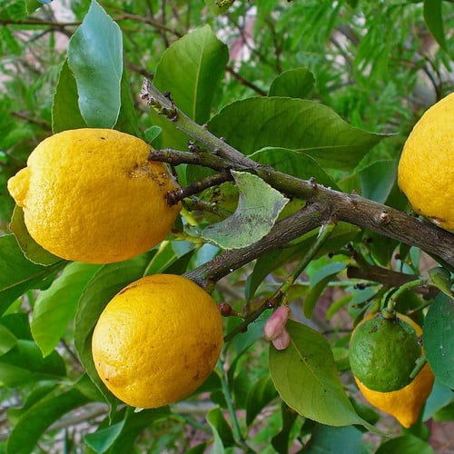 Citron Seeds for Planting – Heirloom, Non-GMO, Rare Melon-Like Vegetable – High Germination