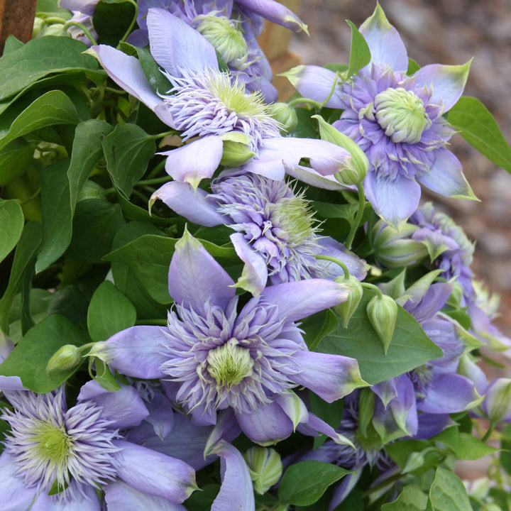 Flower Seeds, Seeds,Seeds For Planting,Plant Seeds