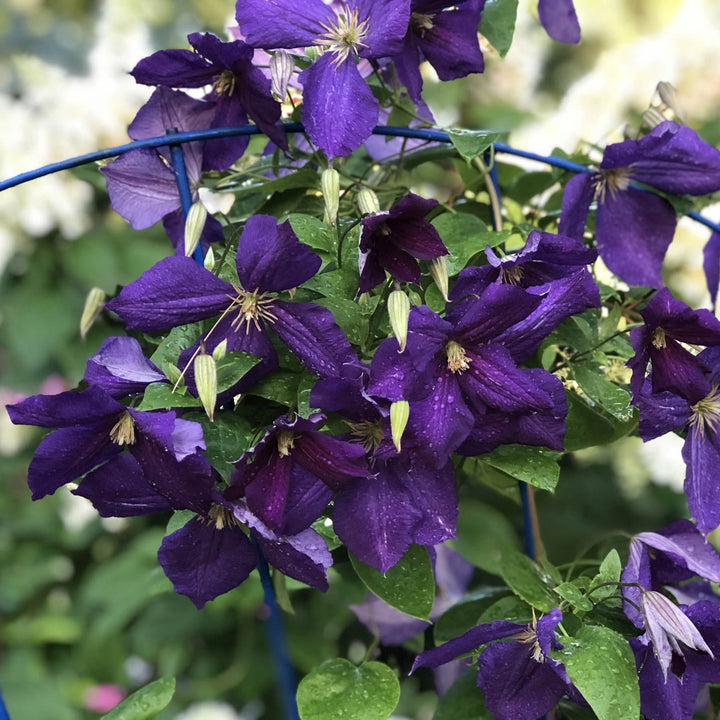 Purple Clematis Flower Seeds for Planting – Heirloom Non-GMO, High Germination Organic Garden Seeds