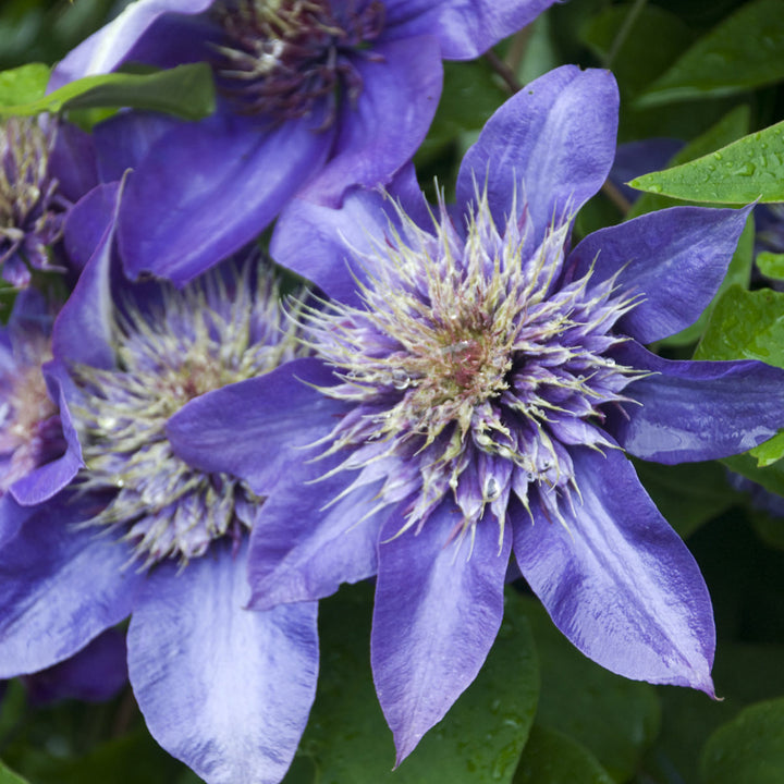 Blue Clematis Flower Seeds for Planting – Heirloom Non-GMO, High Germination Organic Garden Seeds